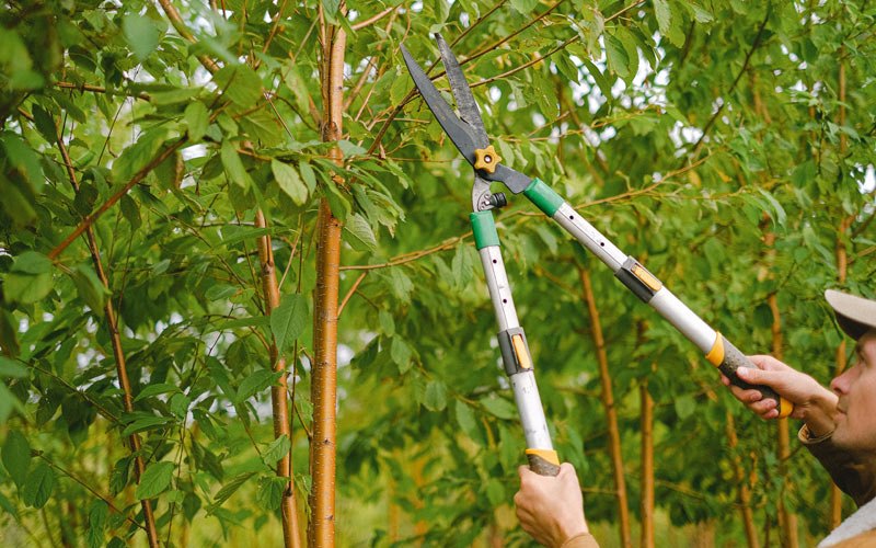 Tree trimming in Spurlockville, WV