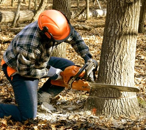 Tree Removal in Spurlockville, WV